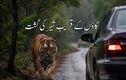سڑک پر شیر نے کار کا کیا پیچھا، علاقے میں خوف
